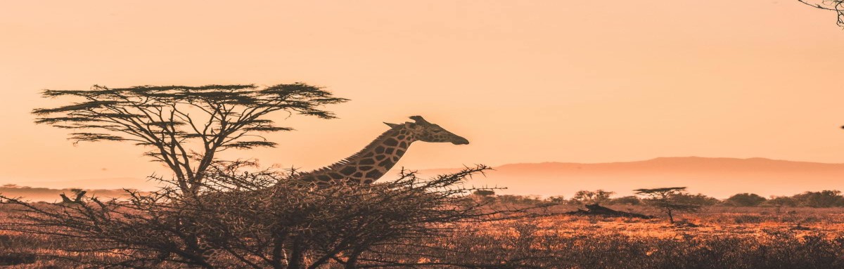 Giraffe walking in desert in Kenya.