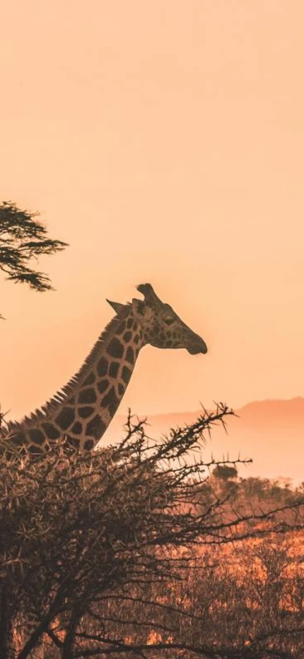 Giraffe walking in desert in Kenya.