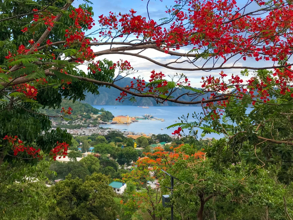 a view of a coastal town from the top of a hill with red flowering trees
