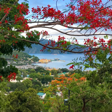 a view of a coastal town from the top of a hill with red flowering trees