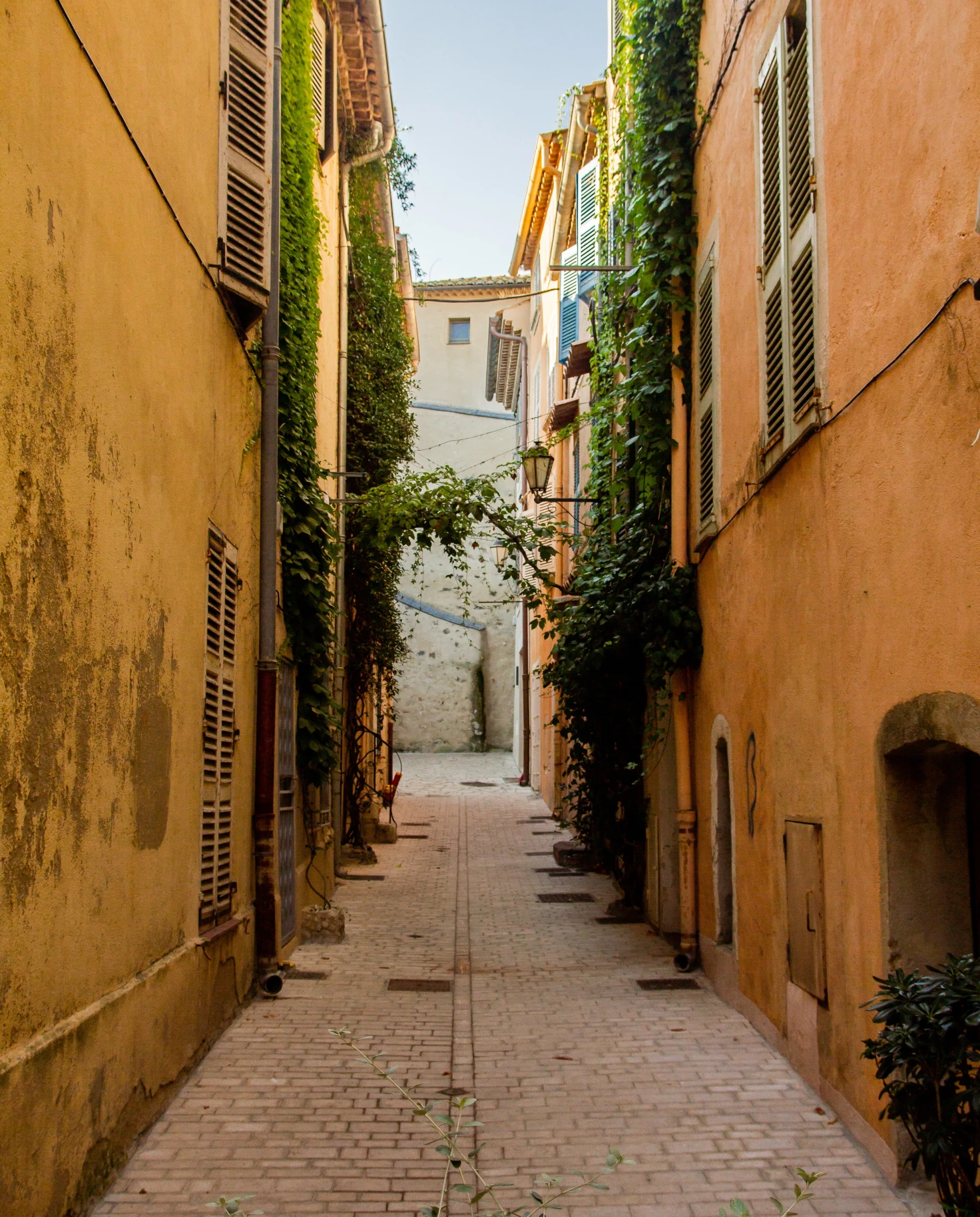 Empty pebble-stone street in Saint Tropez, flanked by yellow buildings and hanging ivy plants. 