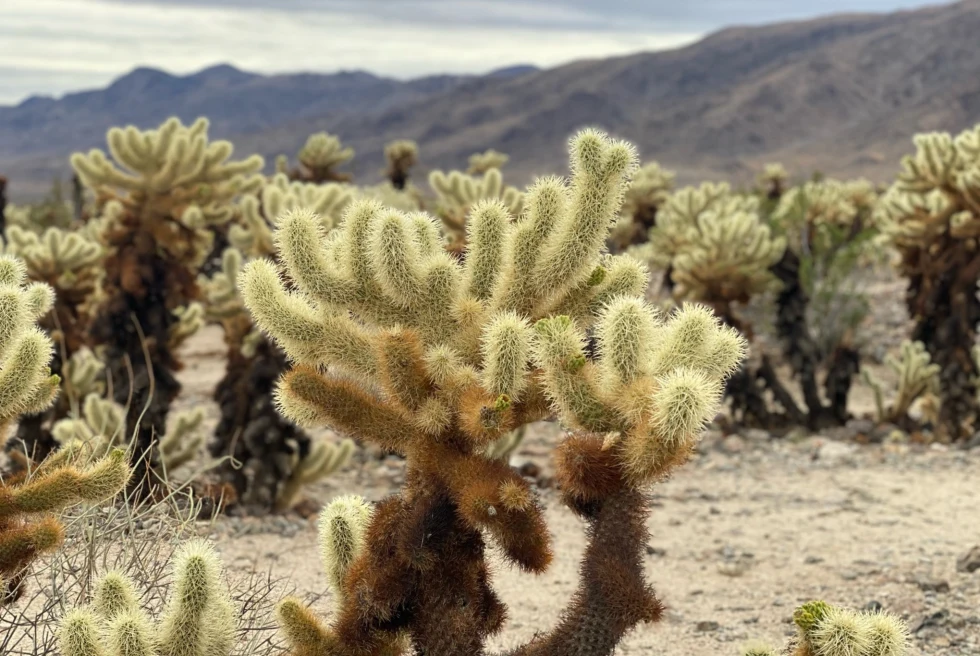 A cactus in the desert surrounded by mountains. 