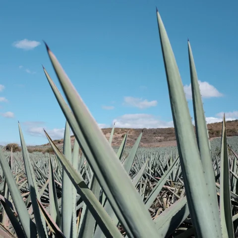 agave plants with mountains in the background on a bright sunny day