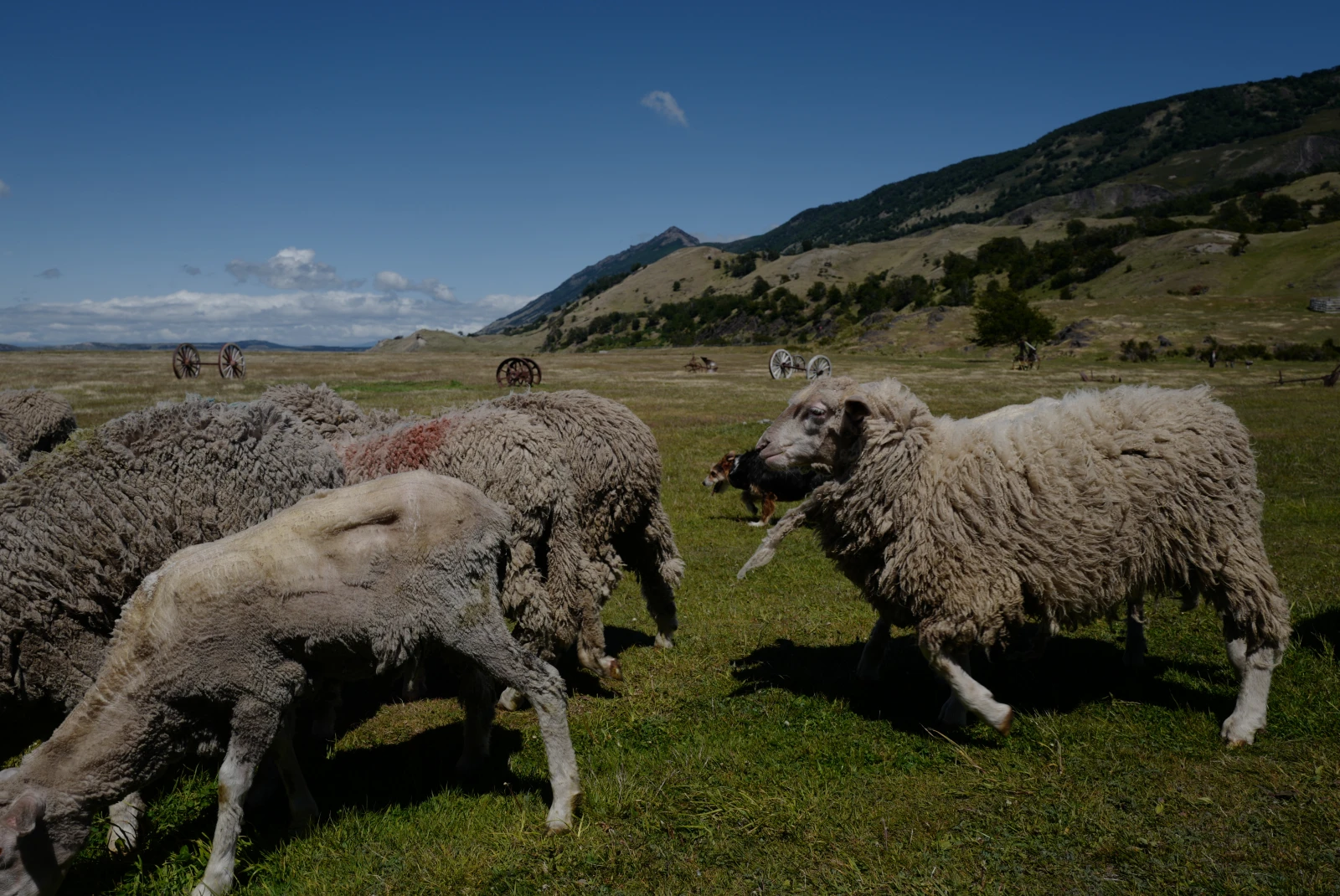 Some lamb in a field in Patagonia.