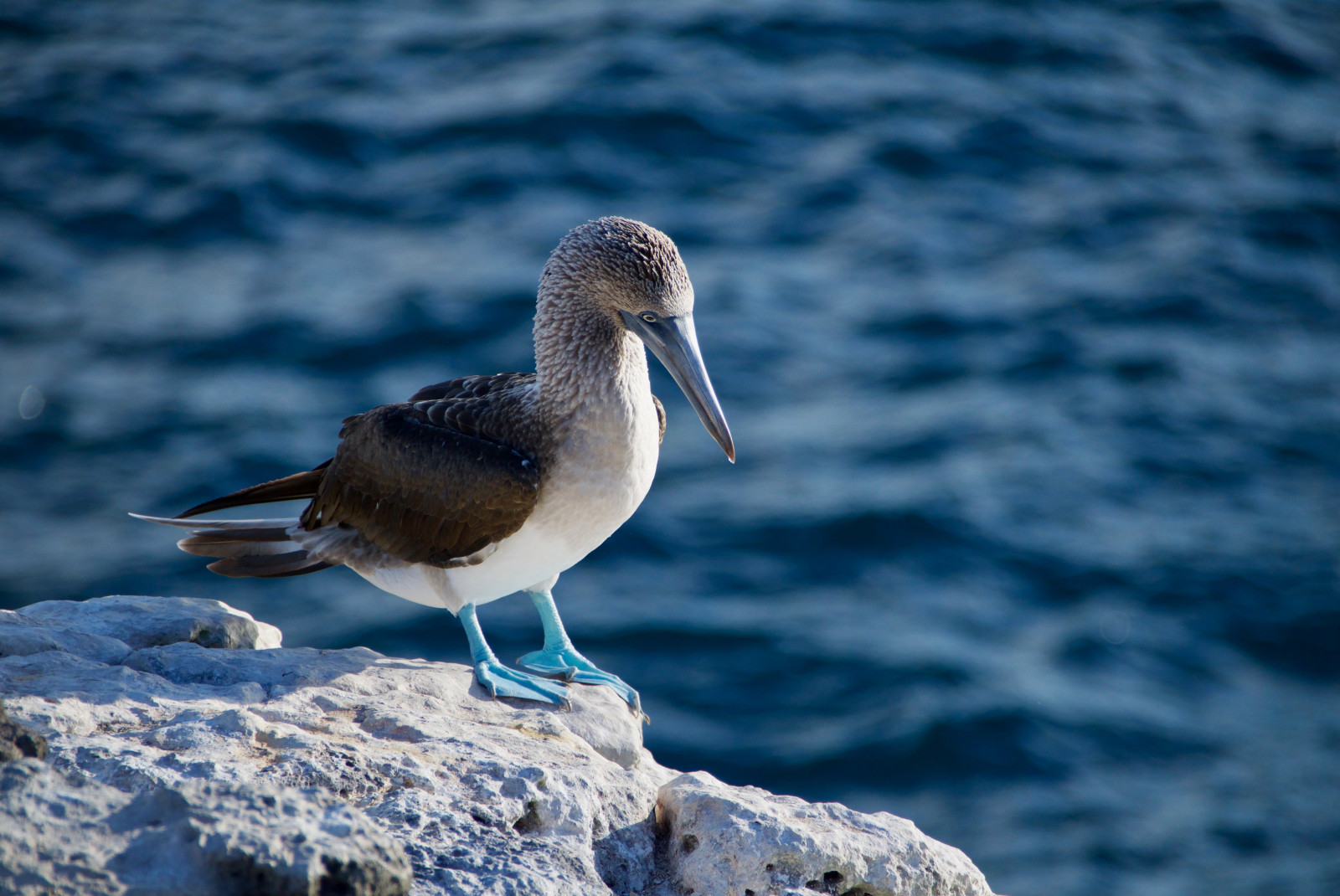 Bird sitting on a rock with water in the background in Galapagos Islands