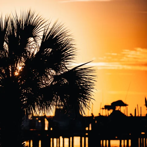 silhouette of palm trees and dock in orange sunset