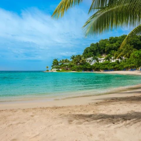 beach surrounded by palm trees during daytime