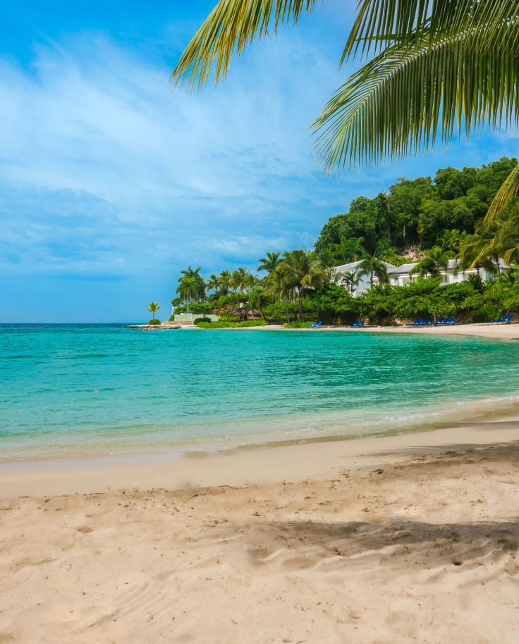 beach surrounded by palm trees during daytime