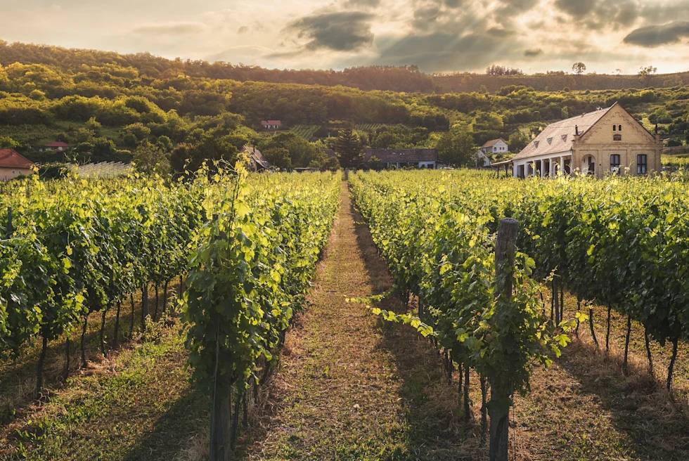 Vineyard with a hut at a distance
