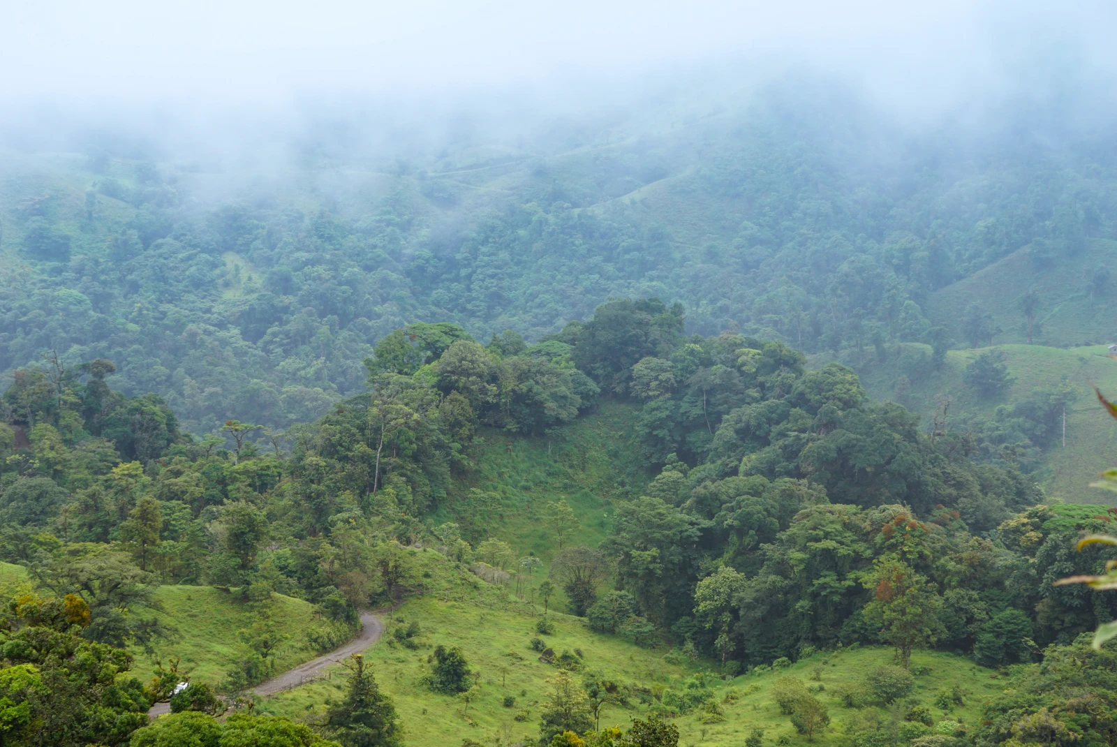 Cloud forest in Costa Rica.