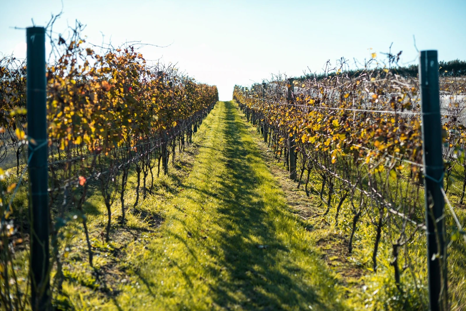rows of grape vines
