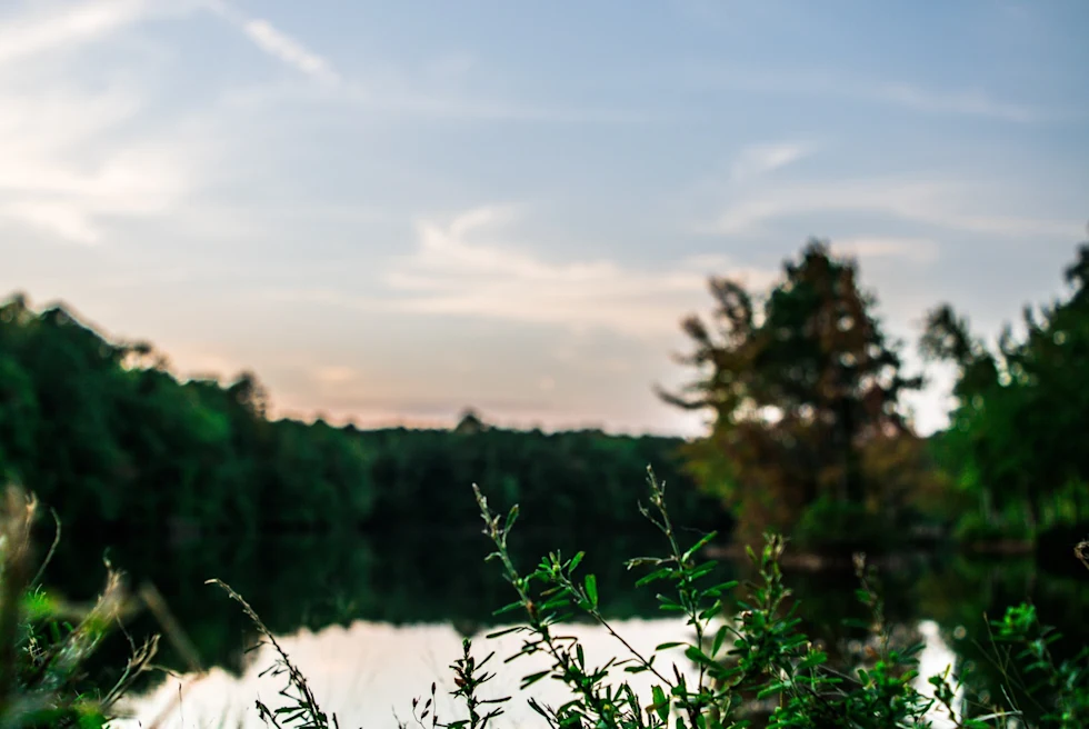 pond surrounded by foliage and evergreen trees in a mountain region