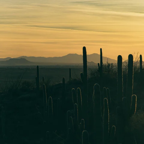 A cactus at sunset in Tucson. 