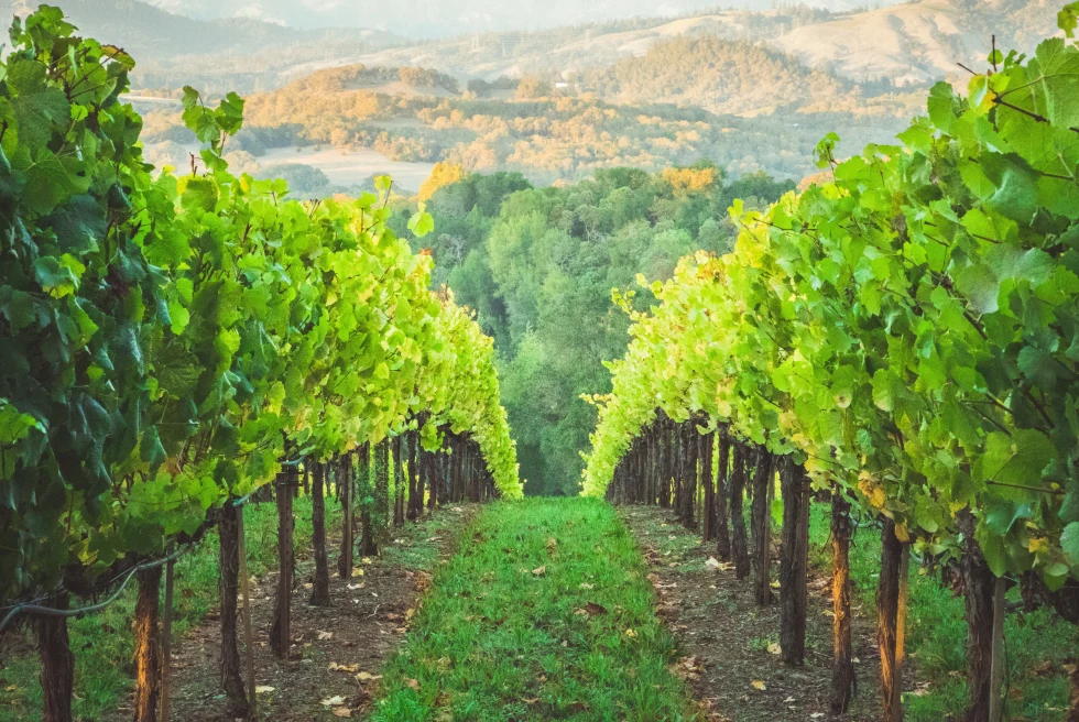 Vineyards in rolling hills of California. 