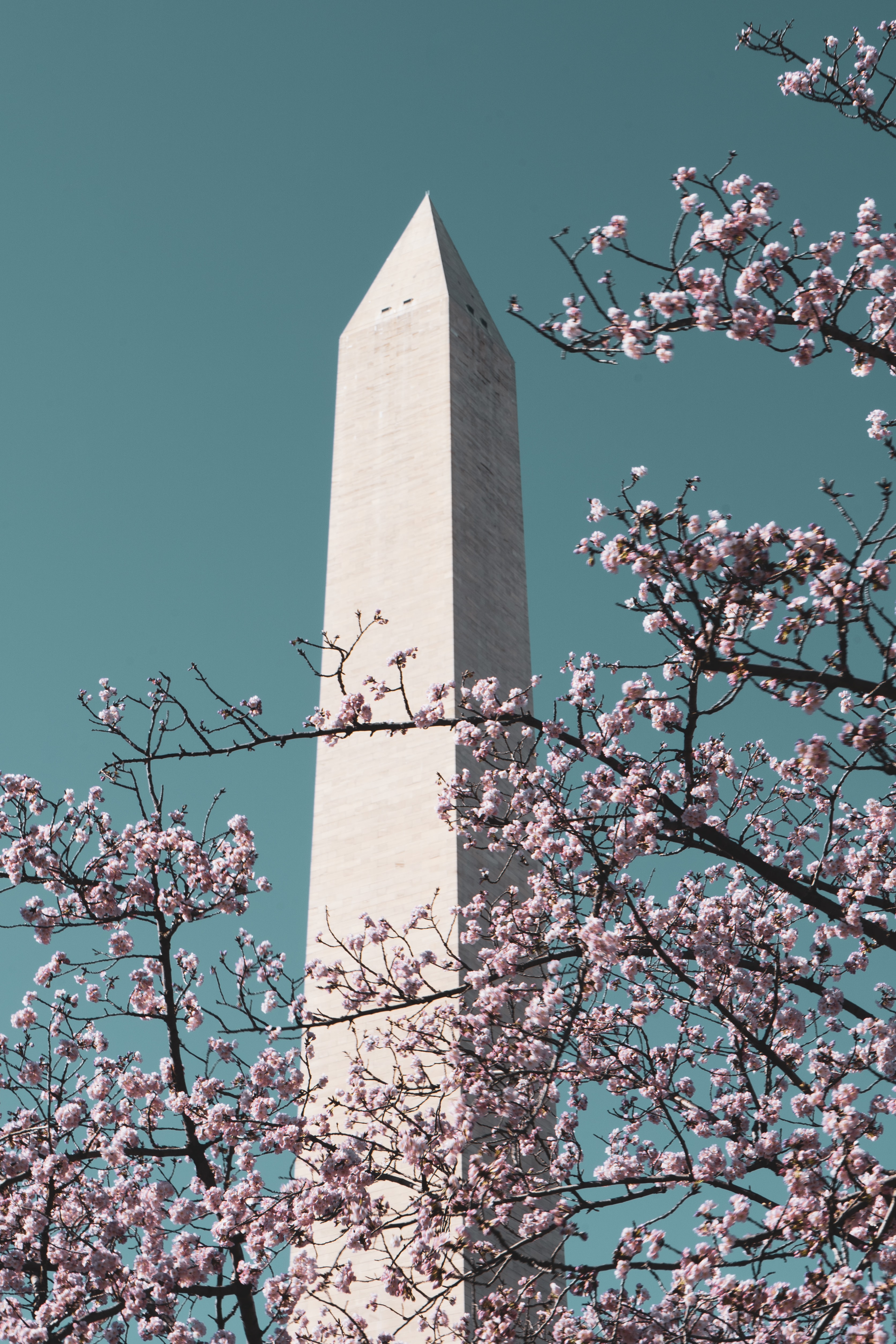 Museums and Cherry Blossoms in Washington DC