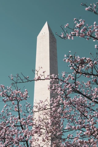 Museums and Cherry Blossoms in Washington DC  curated by Fora