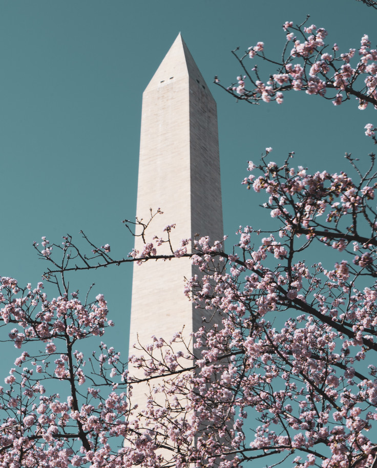Museums and Cherry Blossoms in Washington DC  curated by Deb Swacker