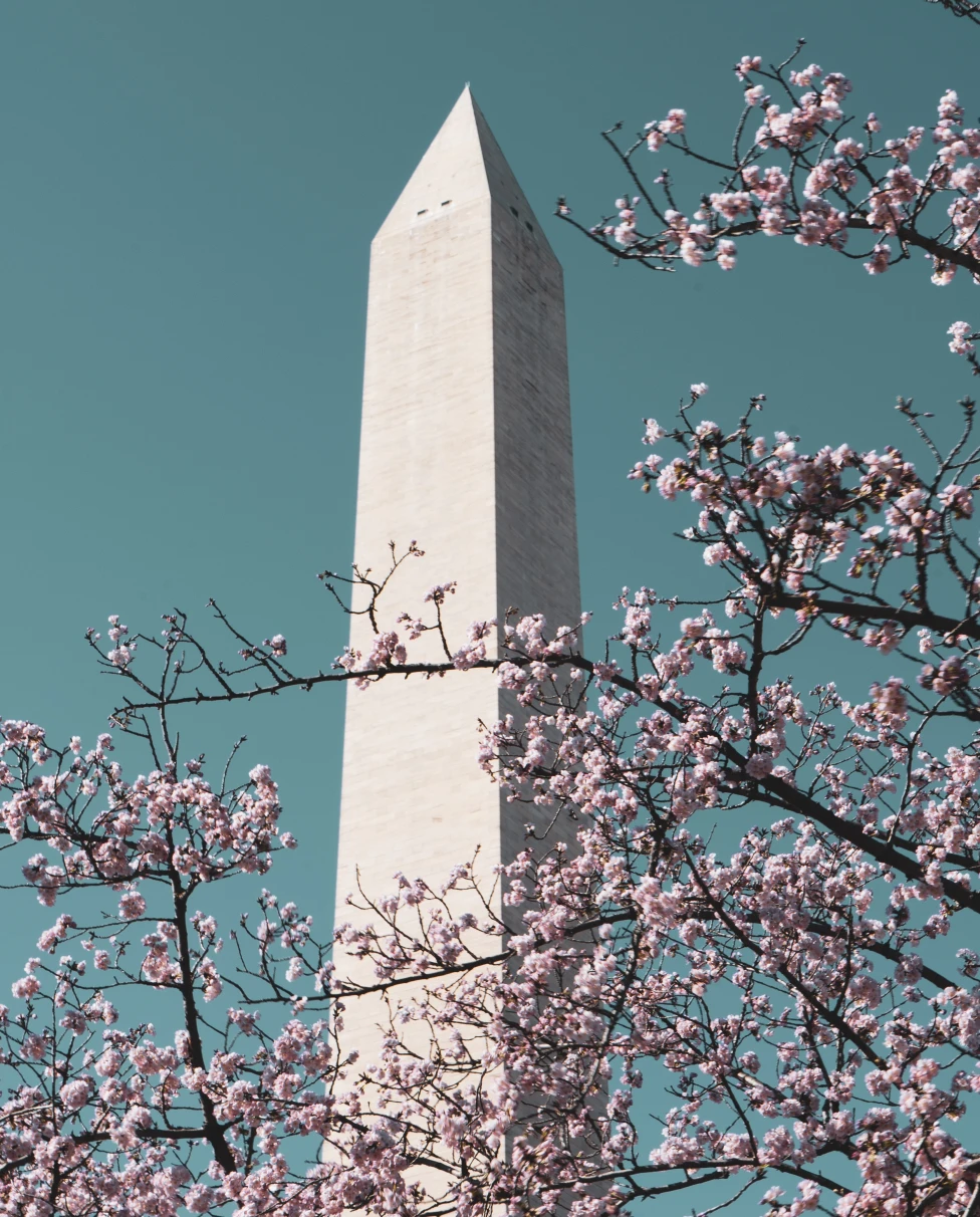 Advisor - Museums and Cherry Blossoms in Washington DC 