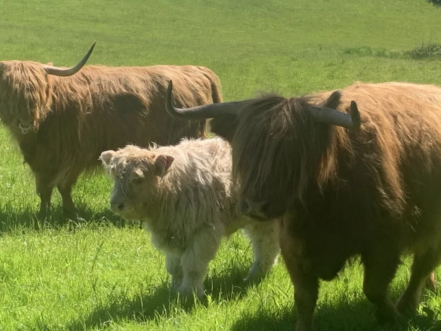family of long haired cows in a green field
