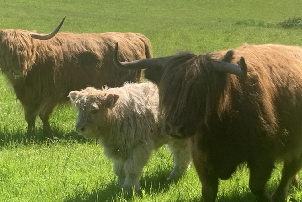 family of long haired cows in a green field