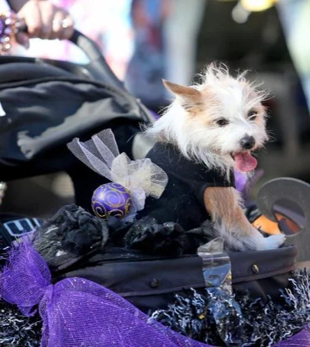 A white dog with light brown ears and paws in a stroller in the French Quarter of New Orleans with many pet-friendly hotels