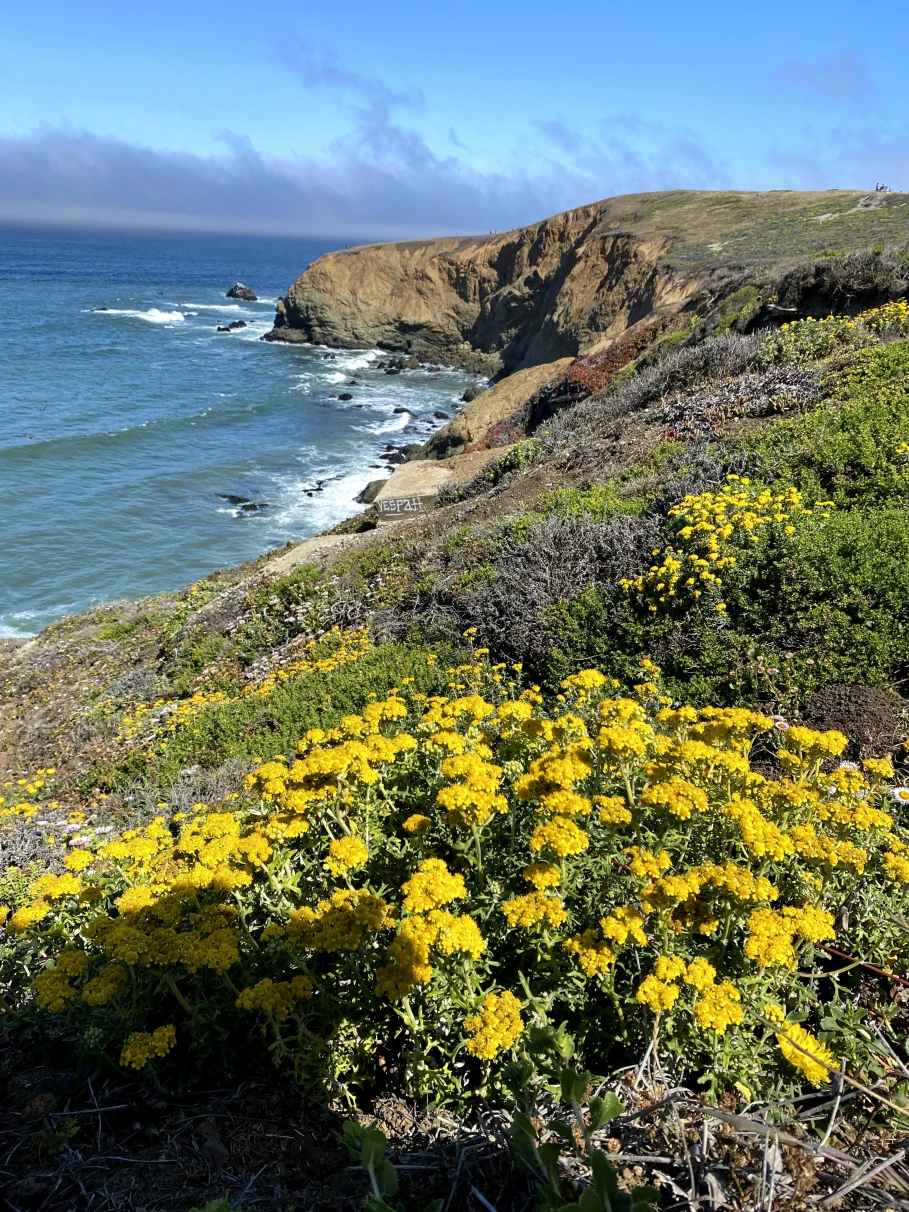 Yellow wildflowers next to body of water during daytime