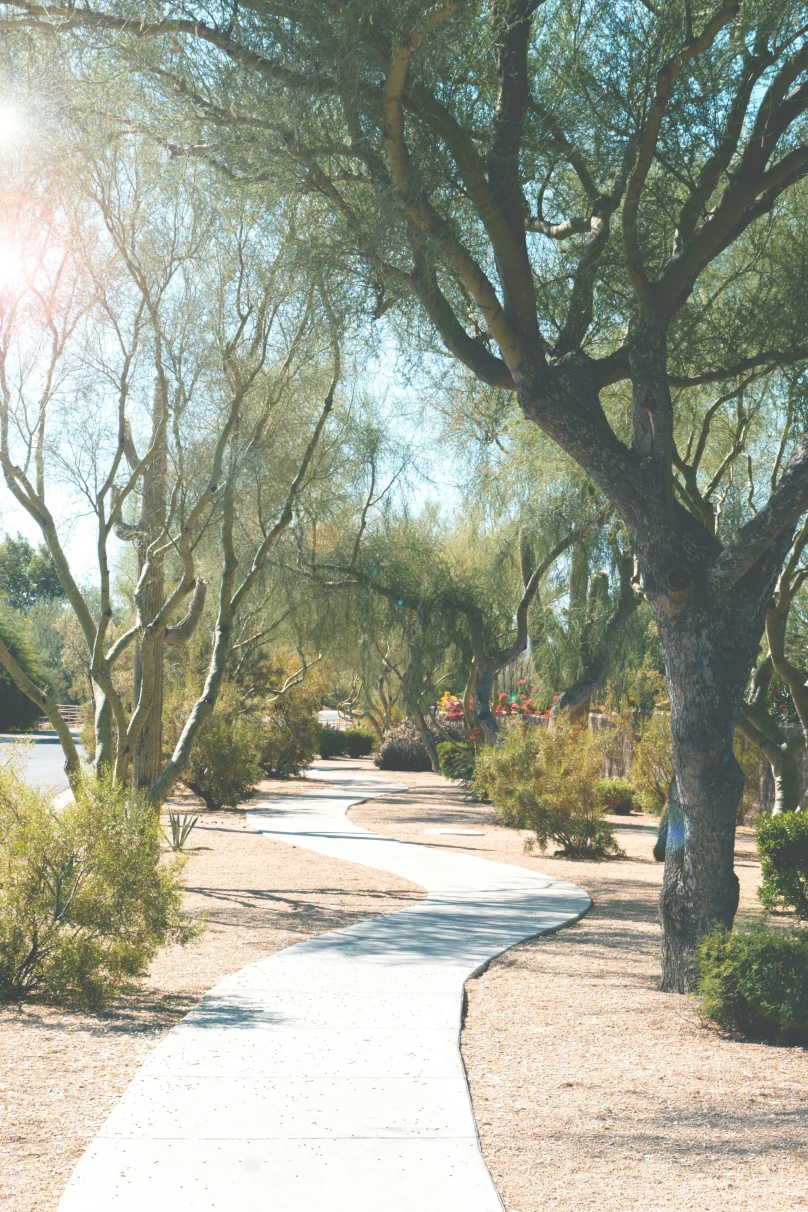 a path through a park with dessert plants