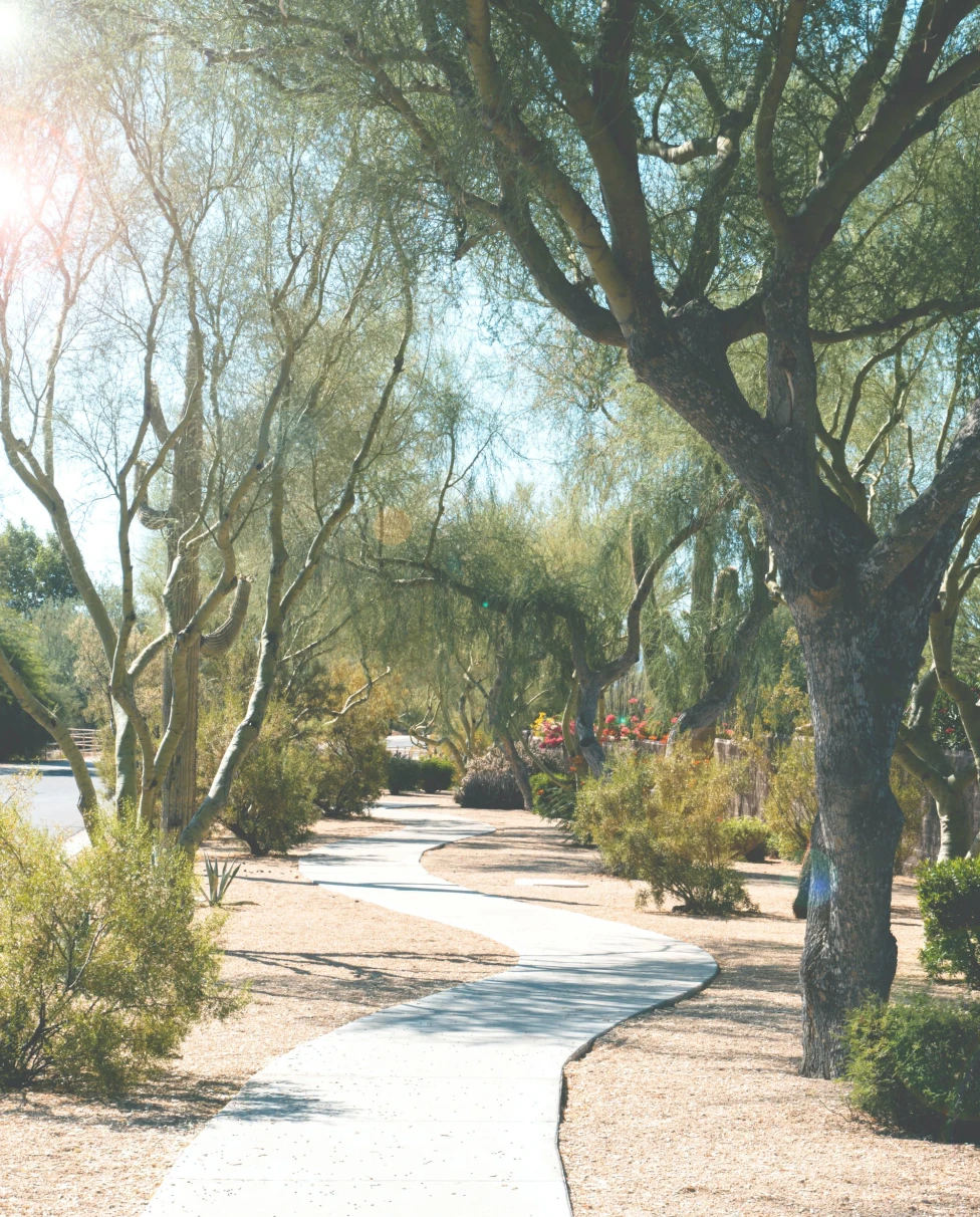 a path through a park with dessert plants