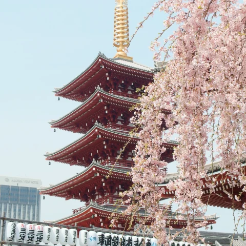 temple next to tree with pink flowers during daytime