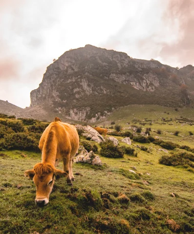 cow on green grass with mountains in the background during sunset