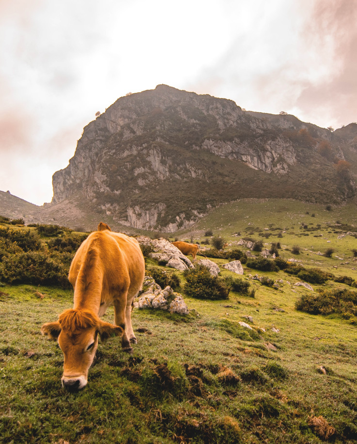 cow on green grass with mountains in the background during sunset