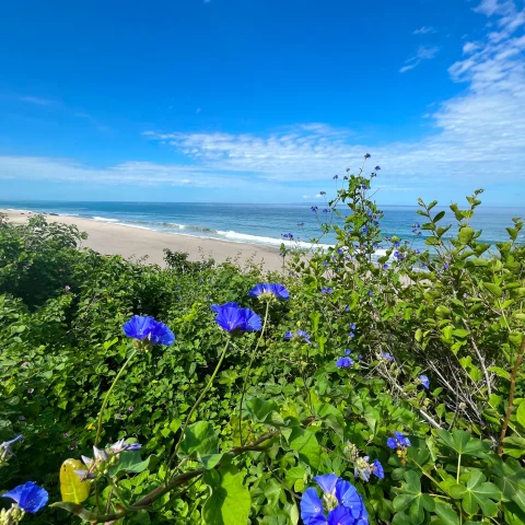 blue flowering plant and white sand beach