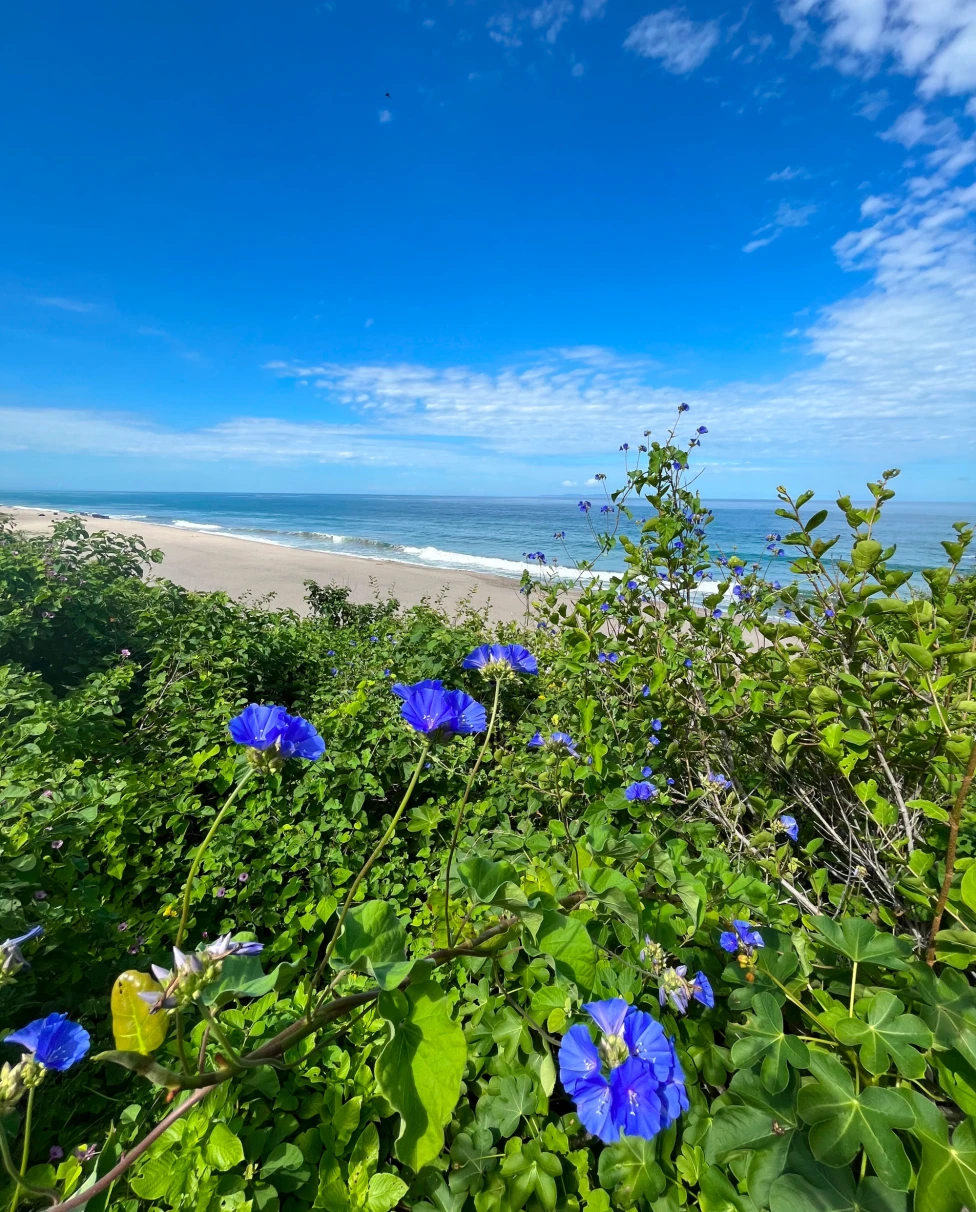 blue flowering plant and white sand beach