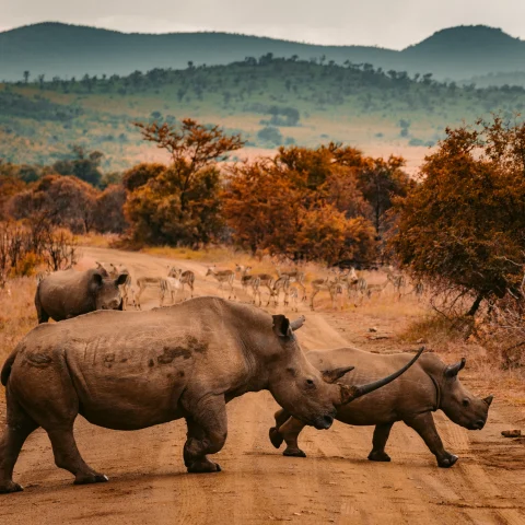 rhinos walking on ground during daytime