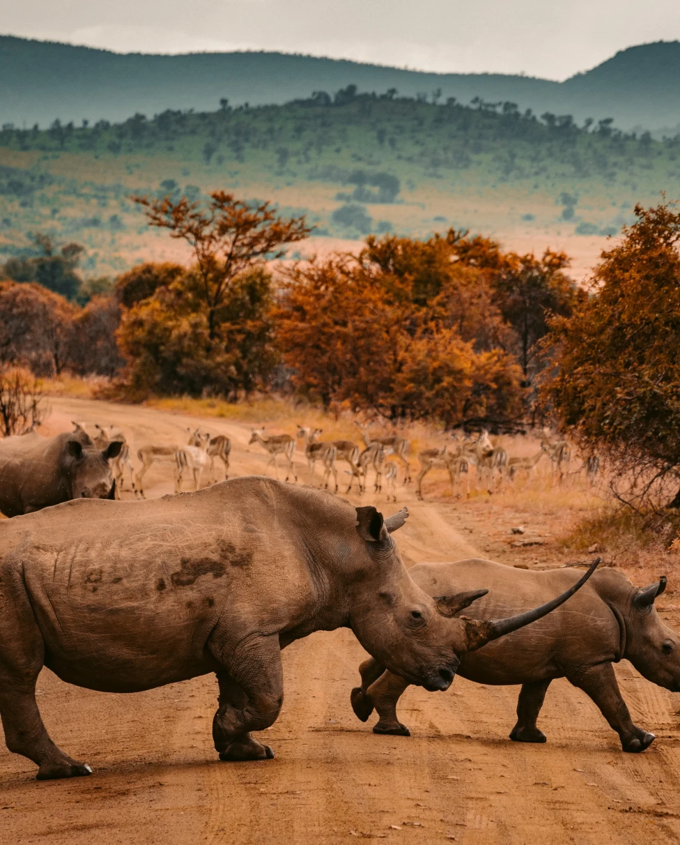 rhinos walking on ground during daytime