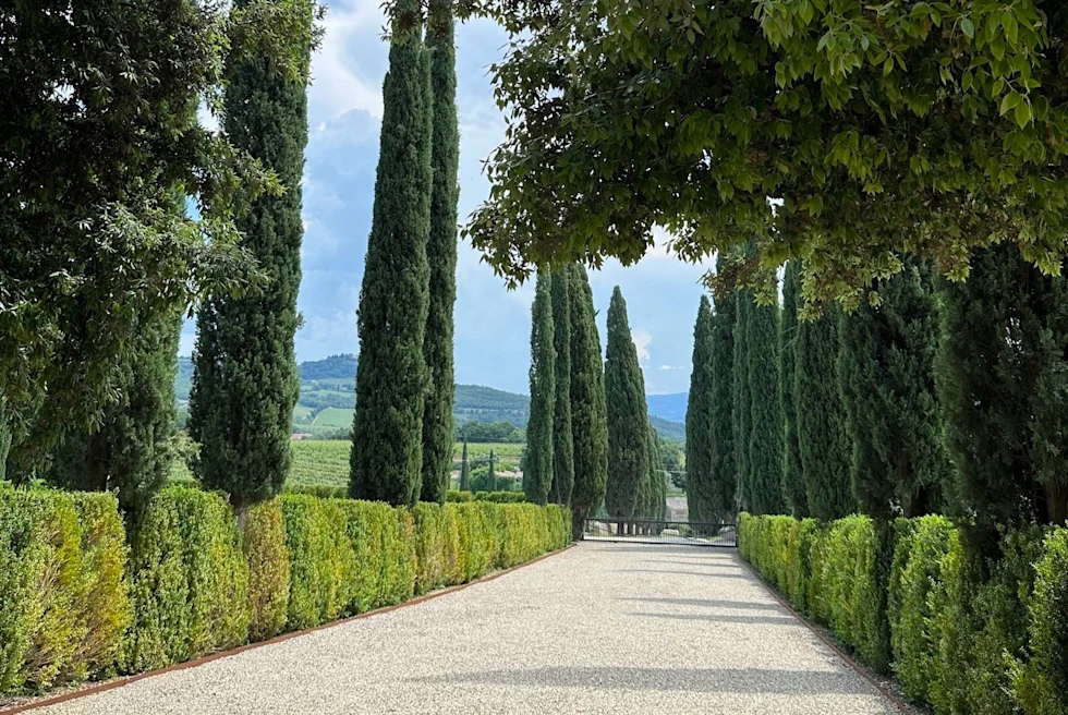Pathway between trees