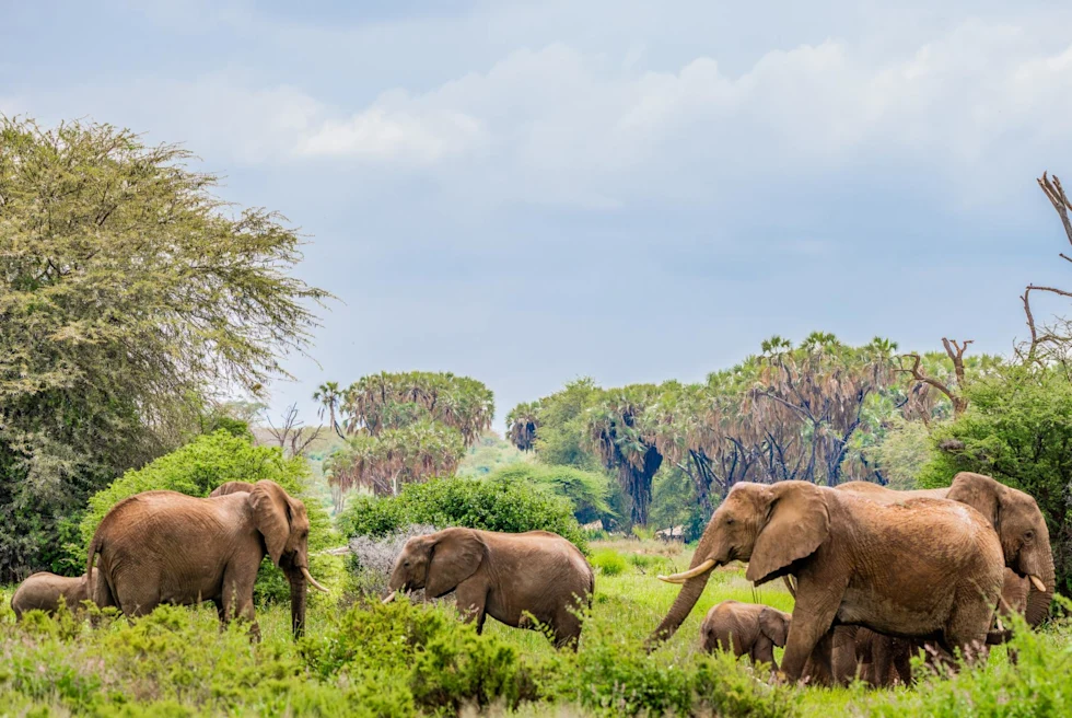 Elephants resting in lush green sanctuary in Samburu National Reserve.