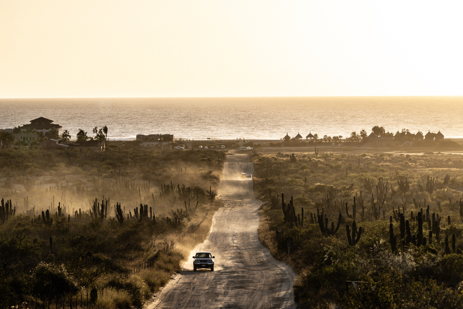 road lined with cacti during sunrise