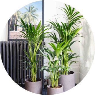 Plant Power