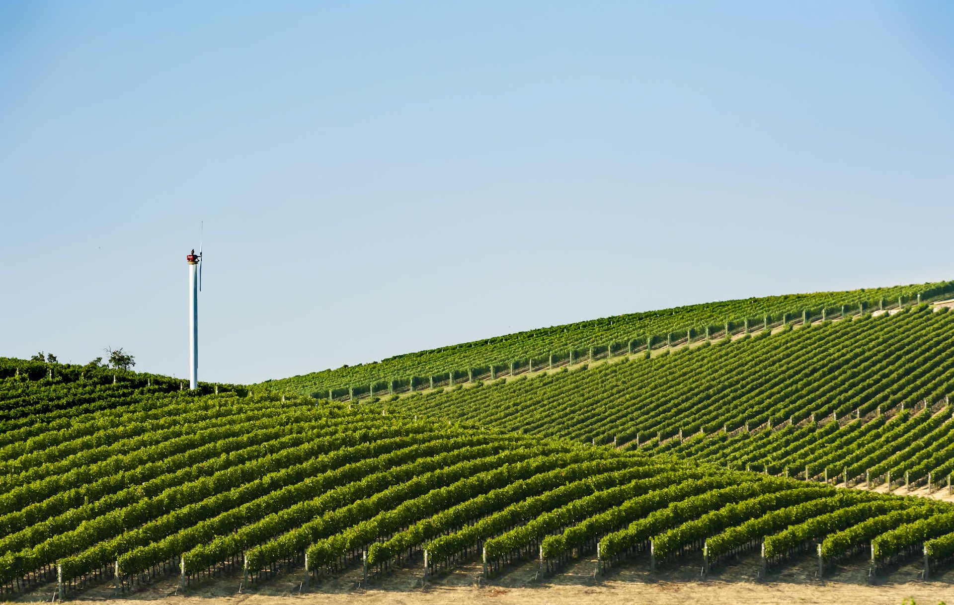 Descendant Cellars Cover Image