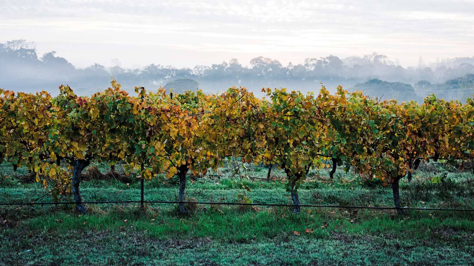 Cape Naturaliste Vineyard Cover Image