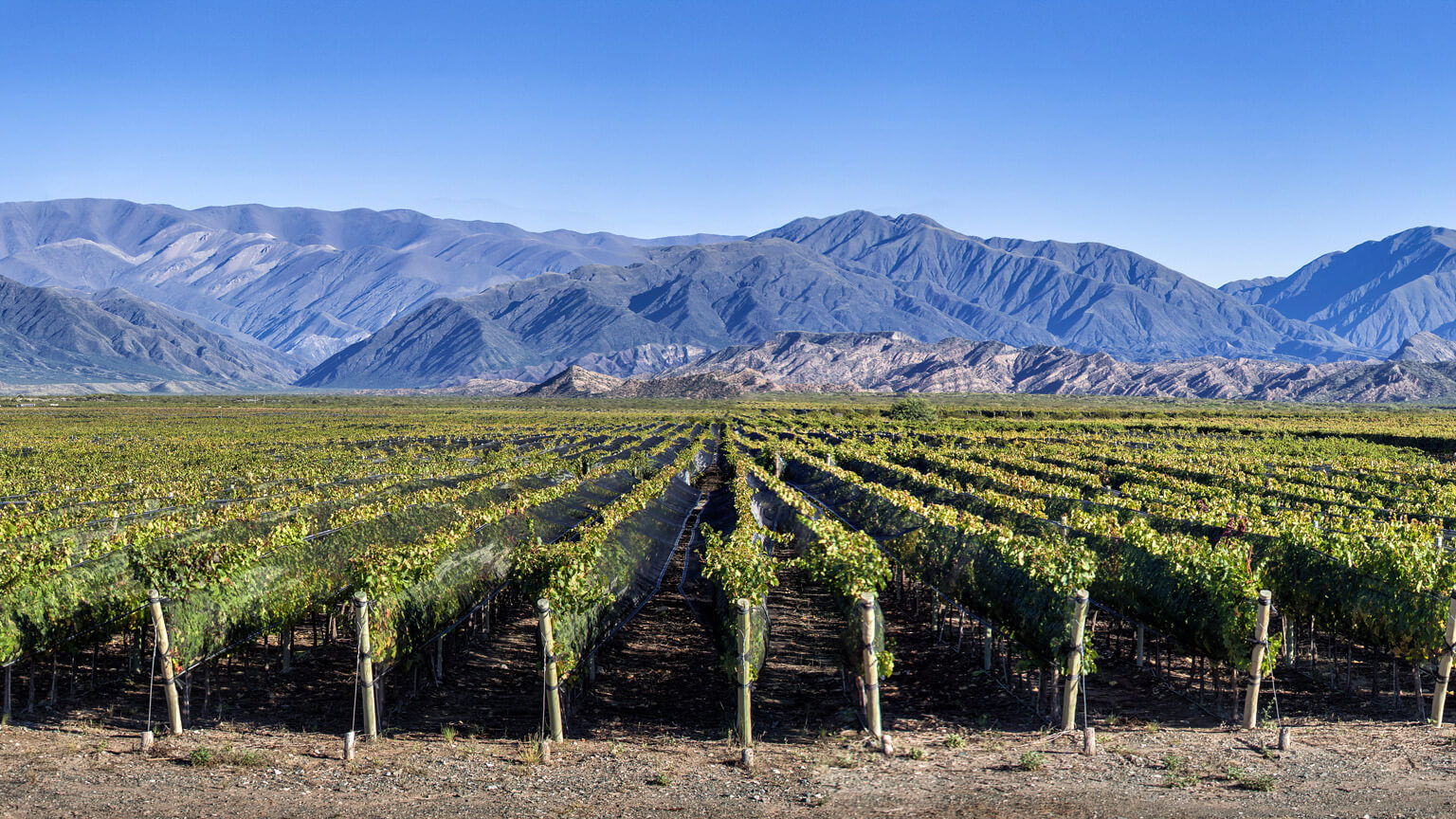 Bodegas CARO Image