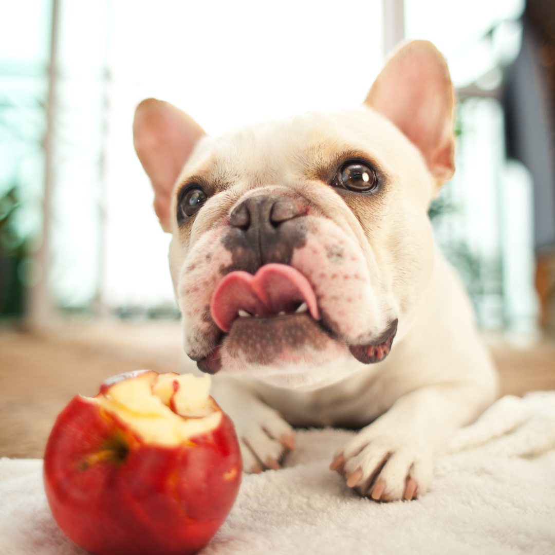 apple dog