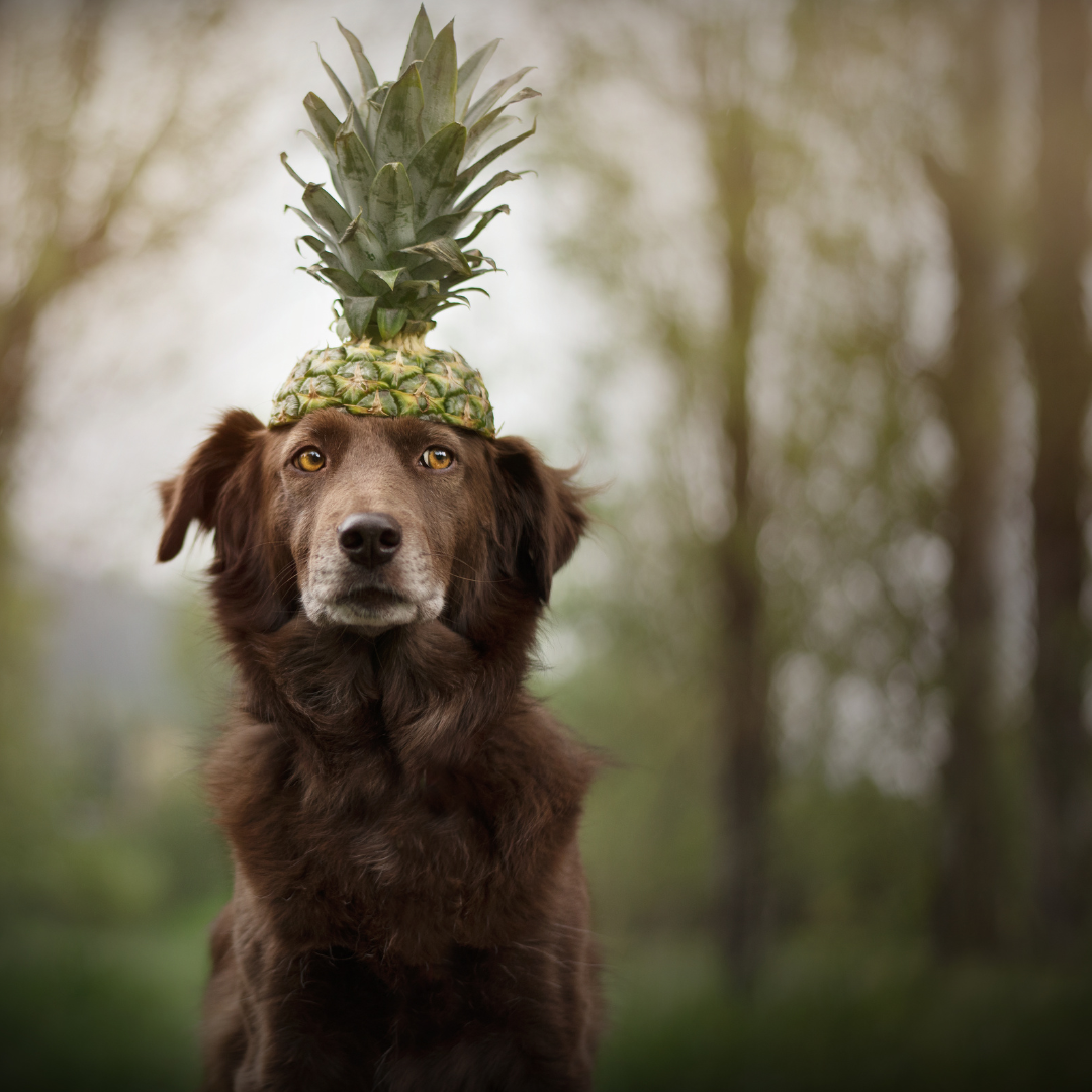 pineapple dog