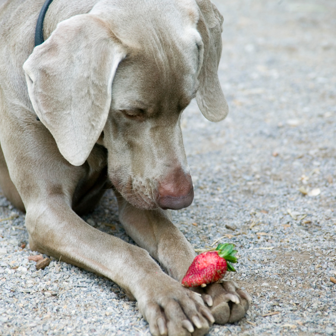 strawberry dog