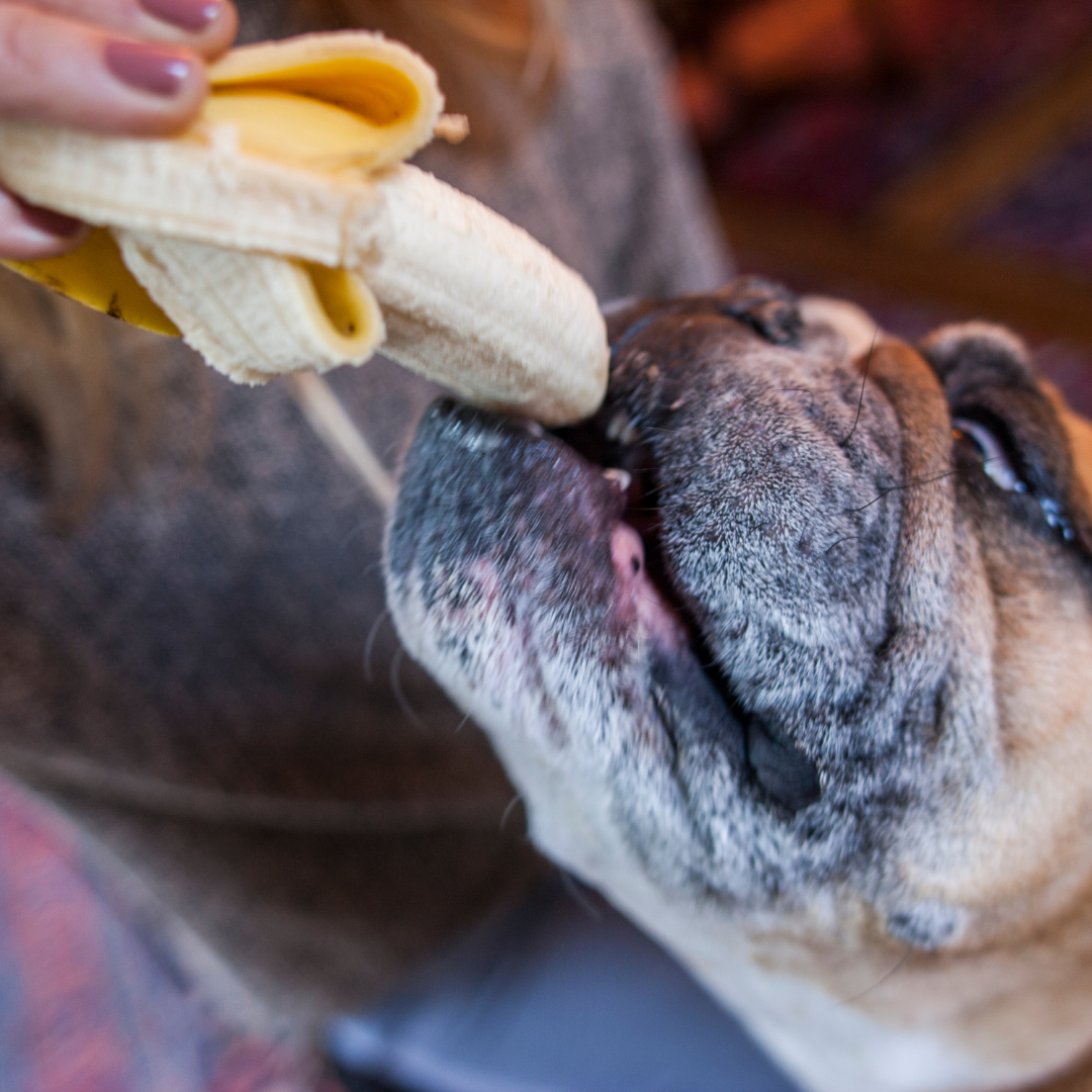 banana dog