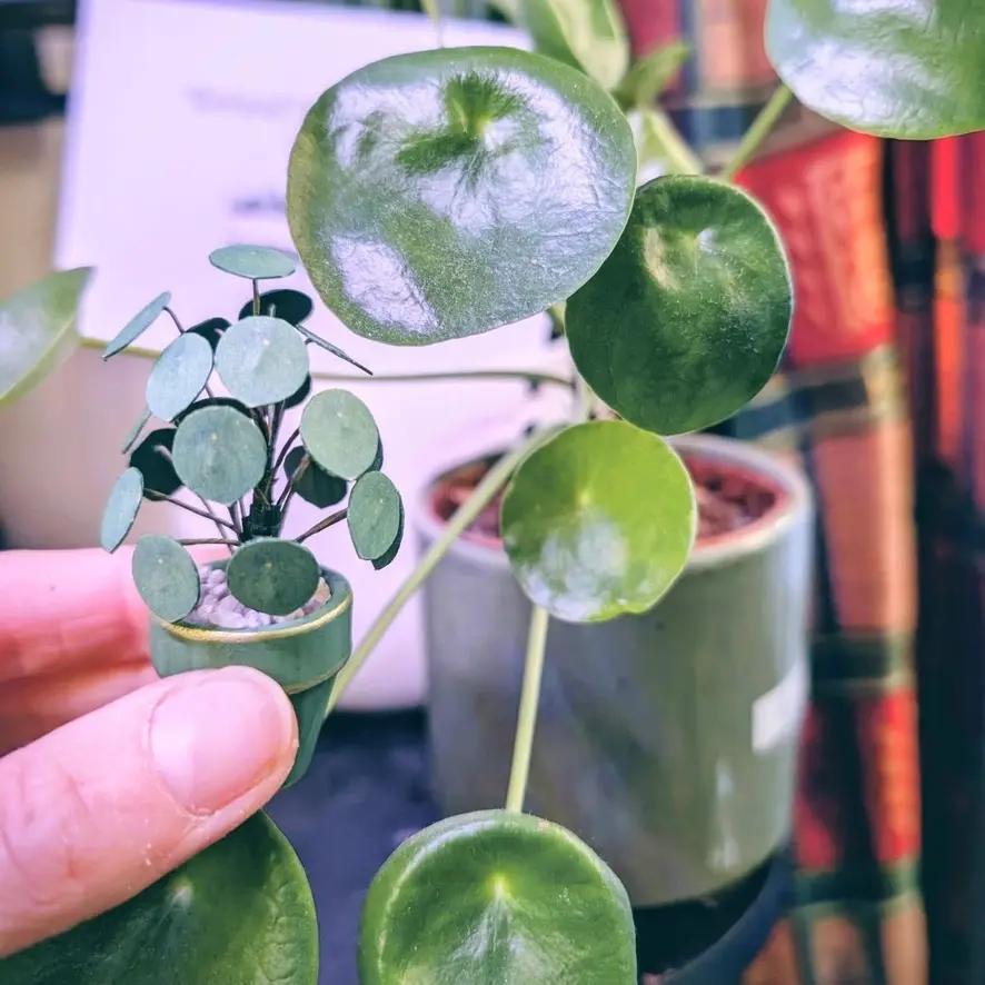 Pilea Peperomioides UGC 3