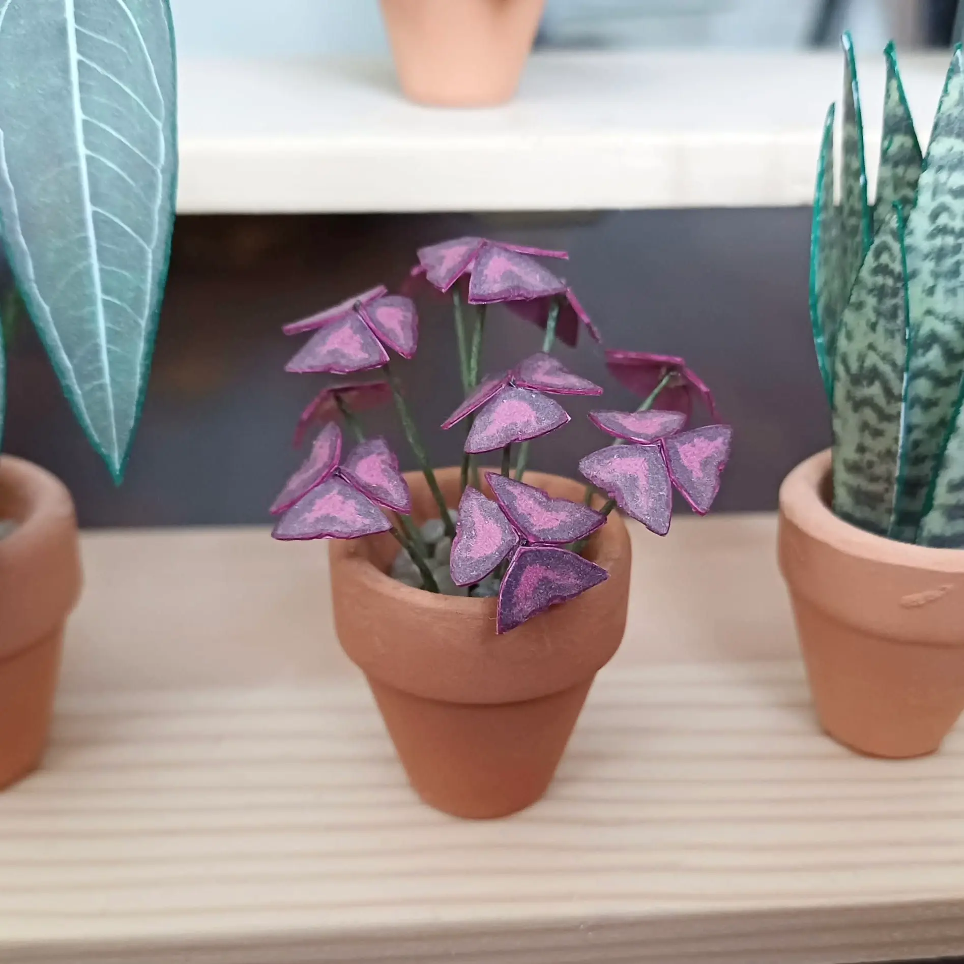Oxalis Triangularis UGC 7
