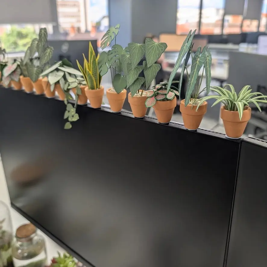 Spider Plant UGC 14