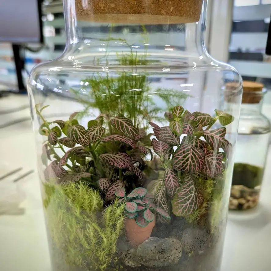 Fittonia UGC 15